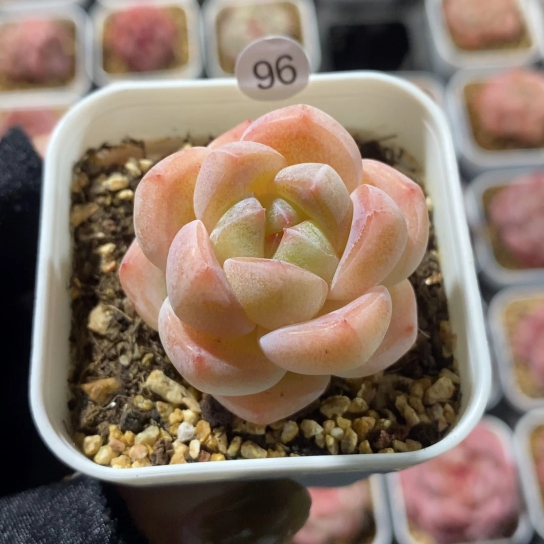 满28包邮一物一拍LI96