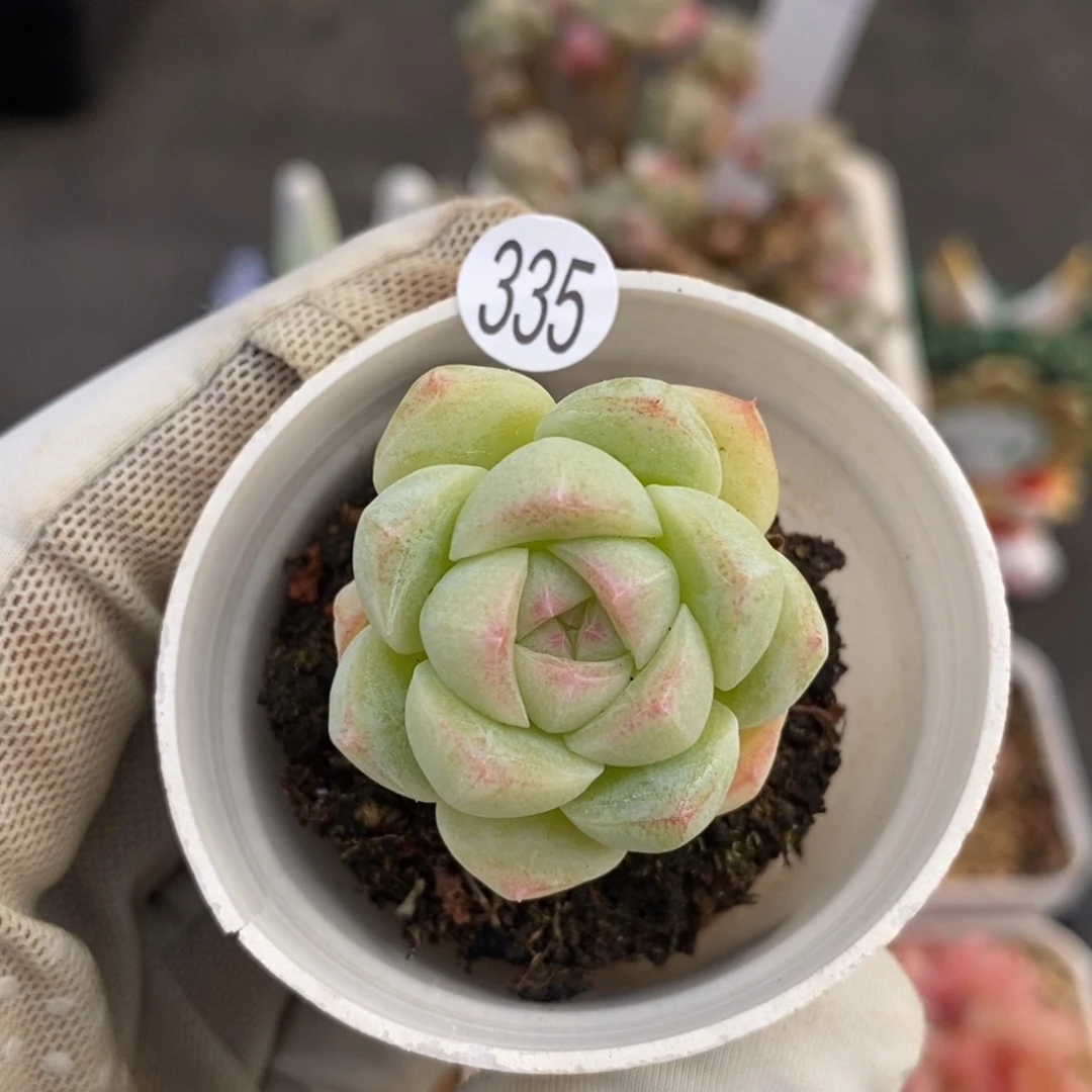 28元包邮带盆土联系客服XL335