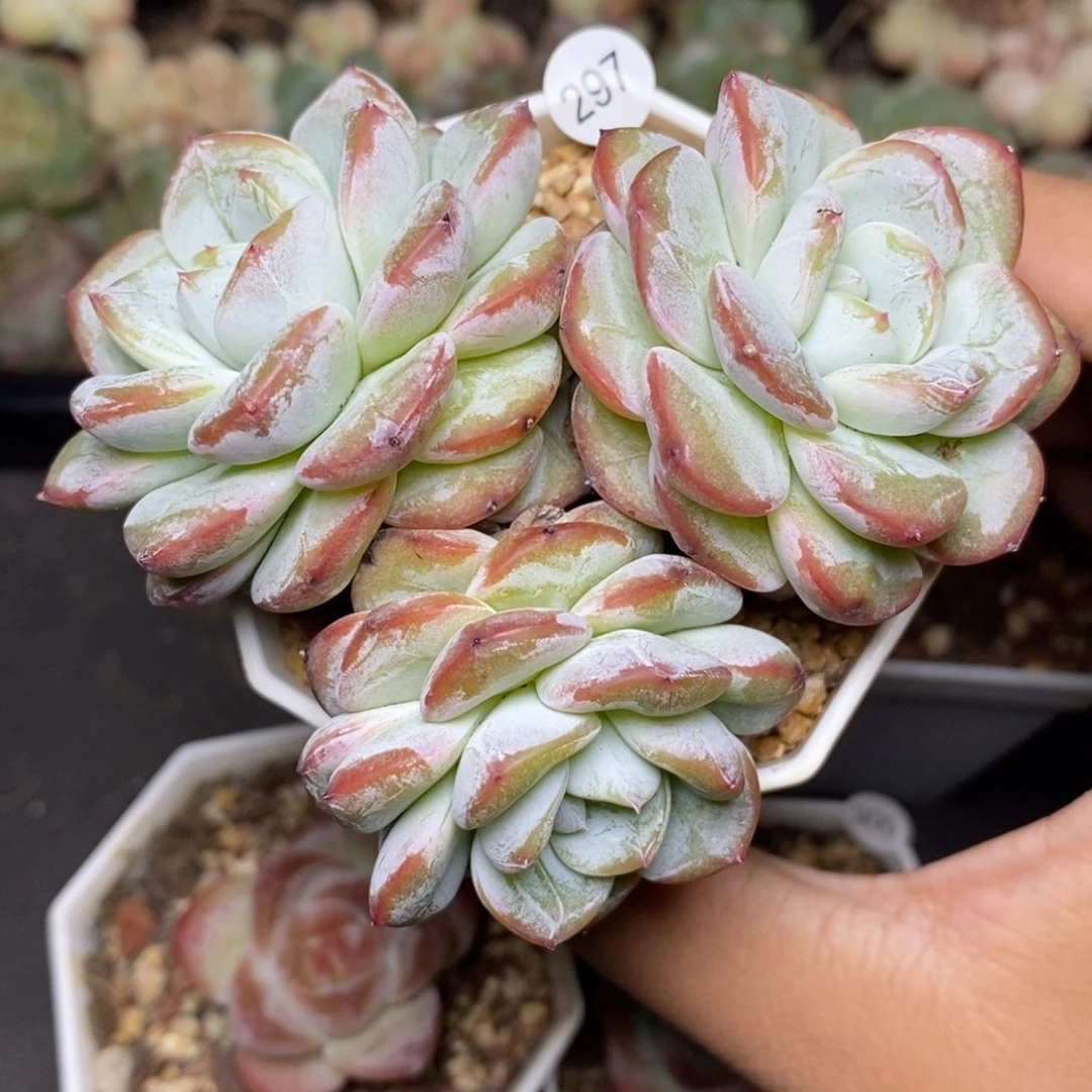 28包邮脱土发货当天凑单297