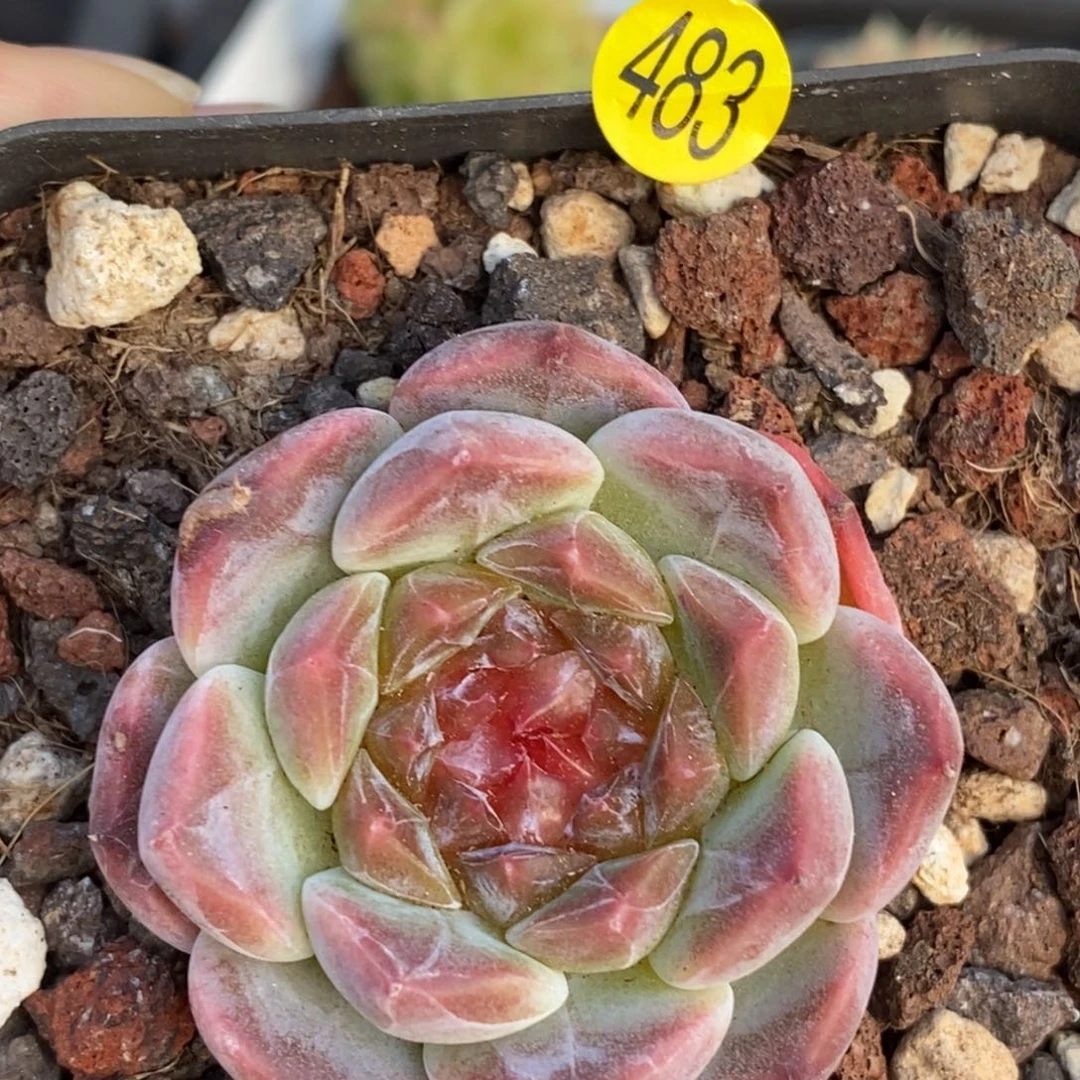 28脱土包邮w y c483