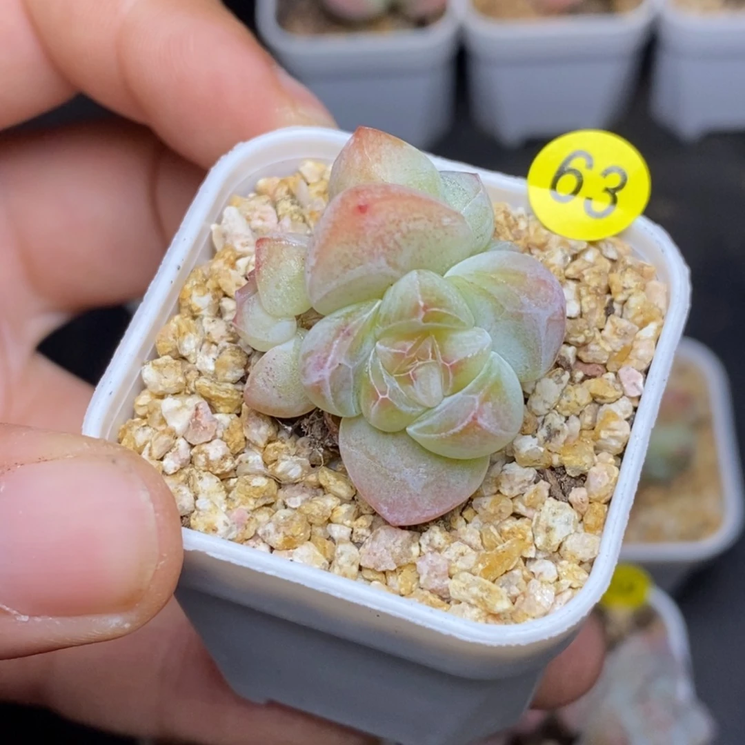 28包邮脱土发货当天凑单A63