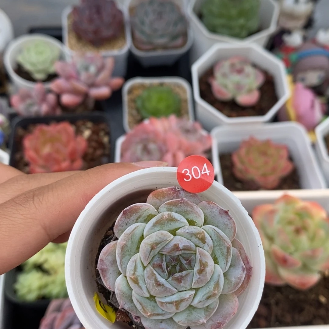 28块钱包邮脱土发货YZQ304