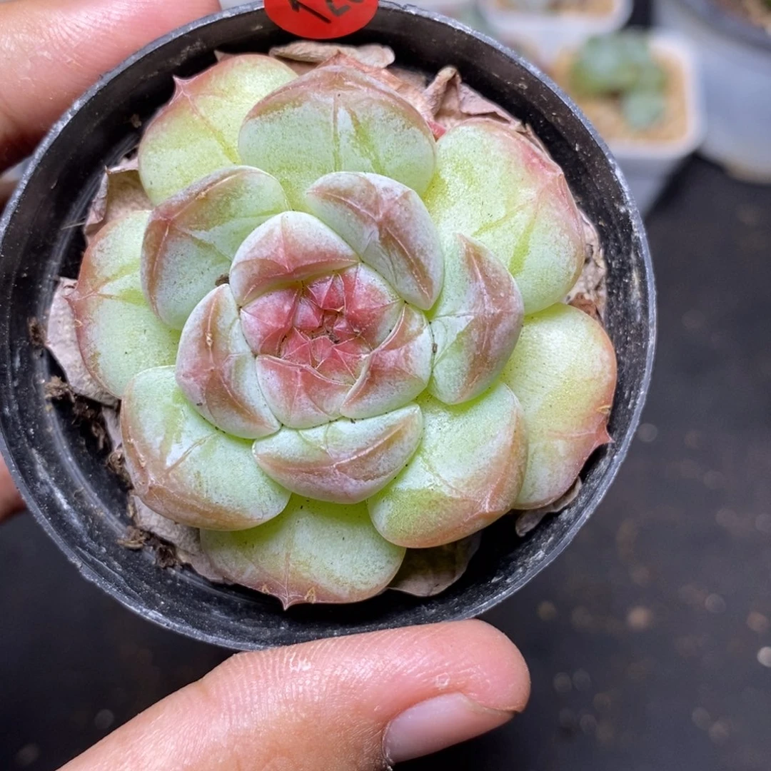28包邮脱土发货当天凑单120