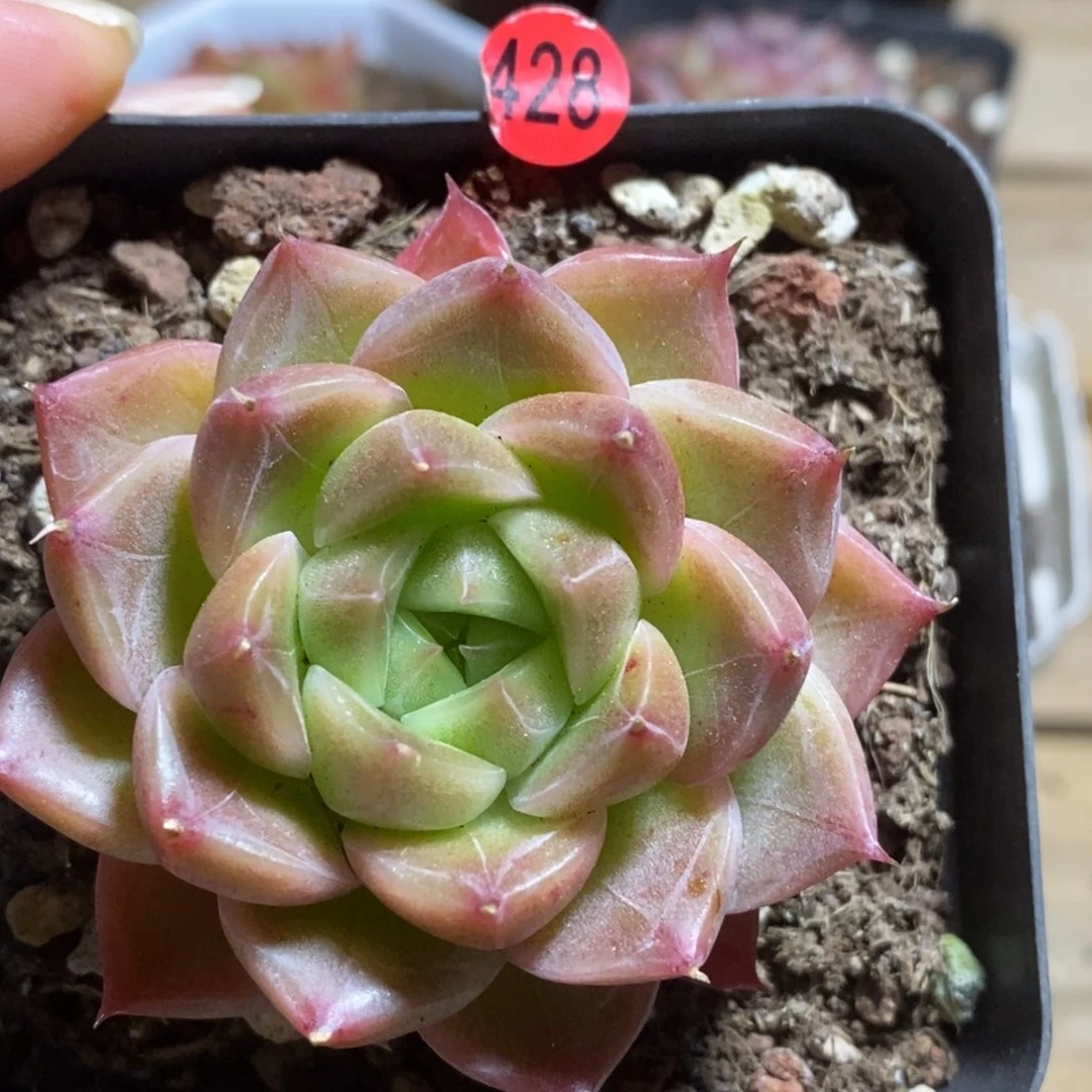 肉肉28块包邮w y c428