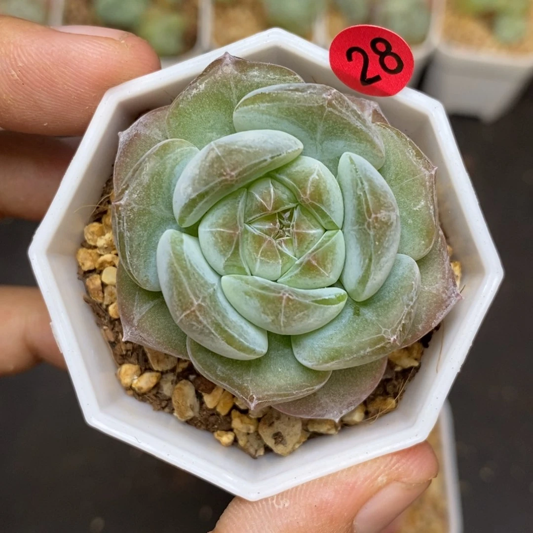 28包邮脱土发货当天凑单28