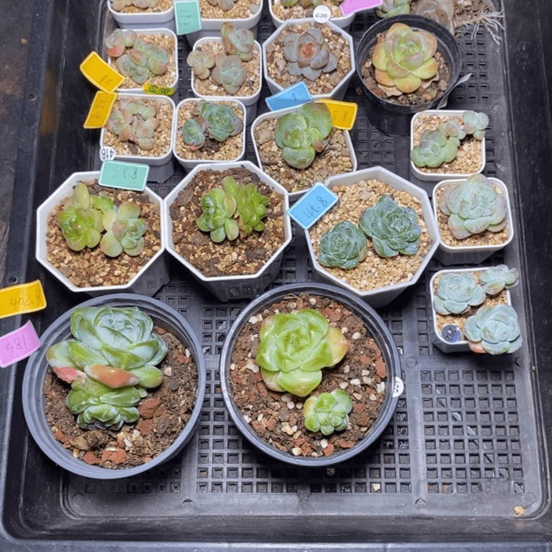 璟***9.9包邮当天凑单脱土发货专拍