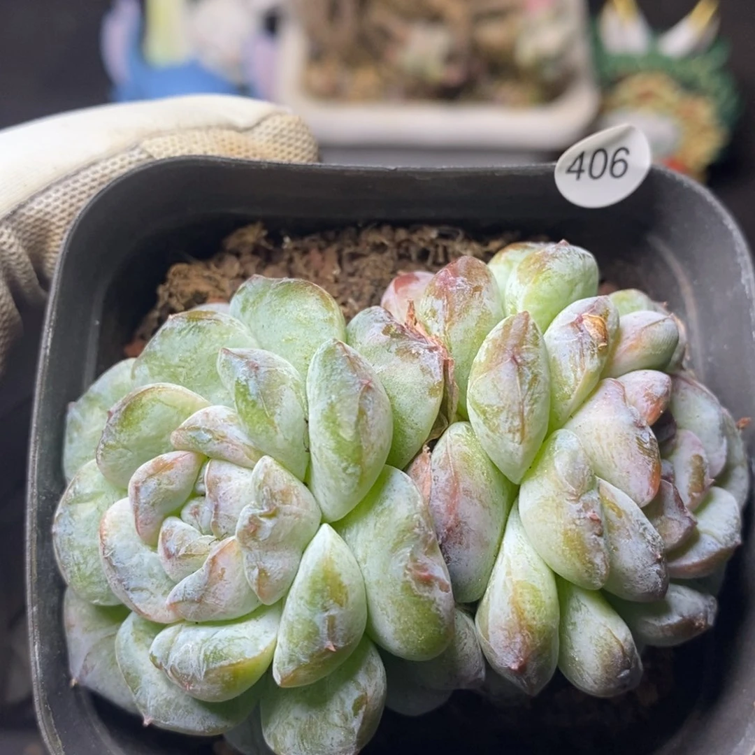 38元包邮带盆土联系客服XL406