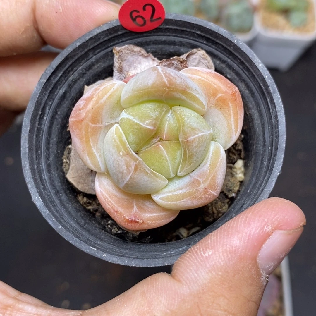 28包邮脱土发货当天凑单62