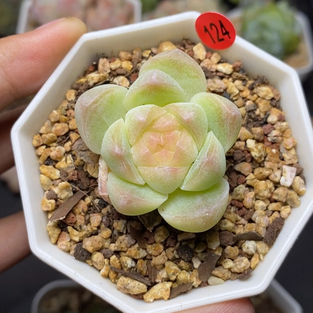 28包邮脱土发货当天凑单124
