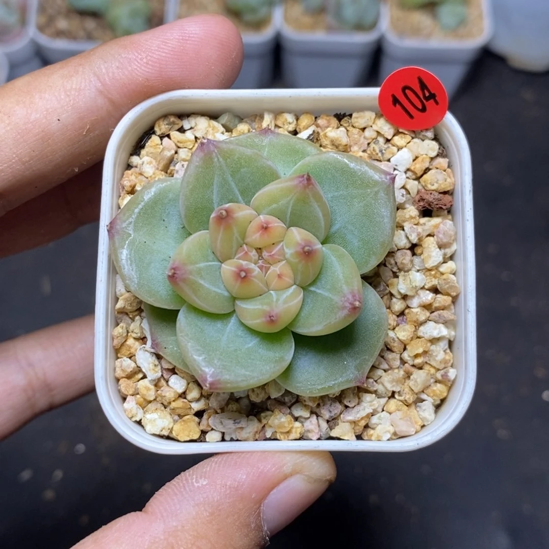 28包邮脱土发货当天凑单104