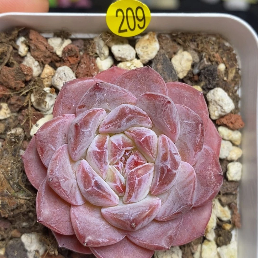 28元包邮脱土发货XL209