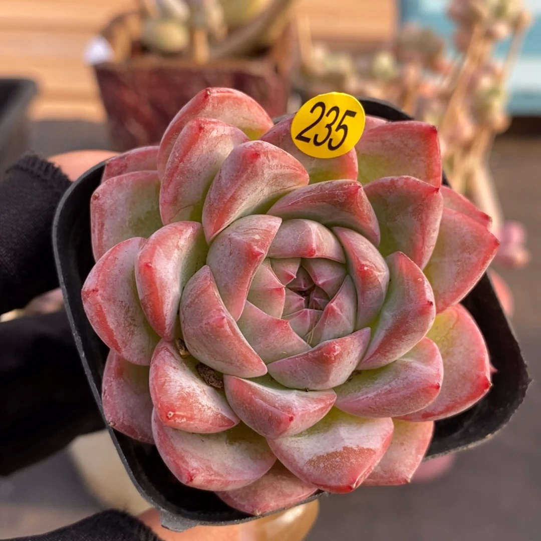 满28包邮一物一拍LI235