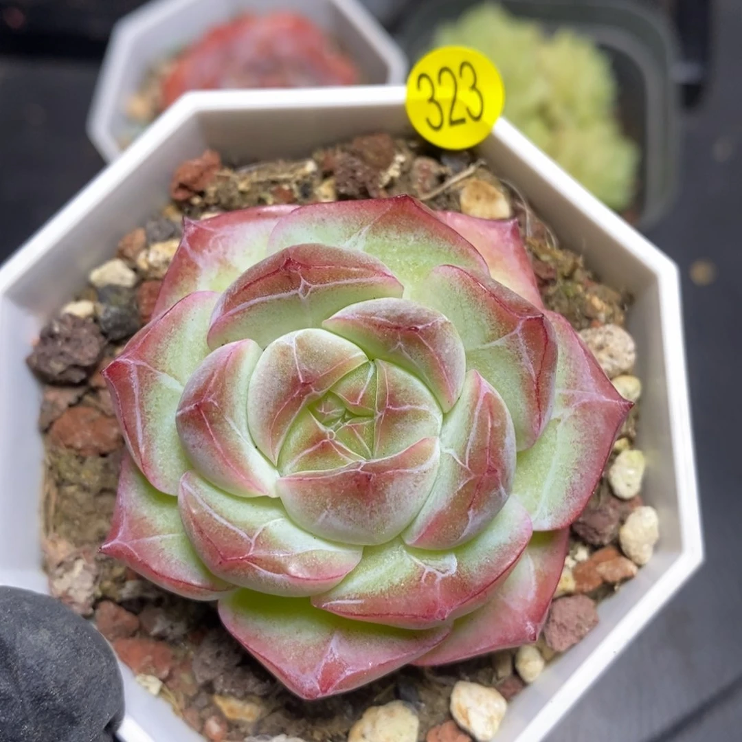 28包邮脱土发货MZ323