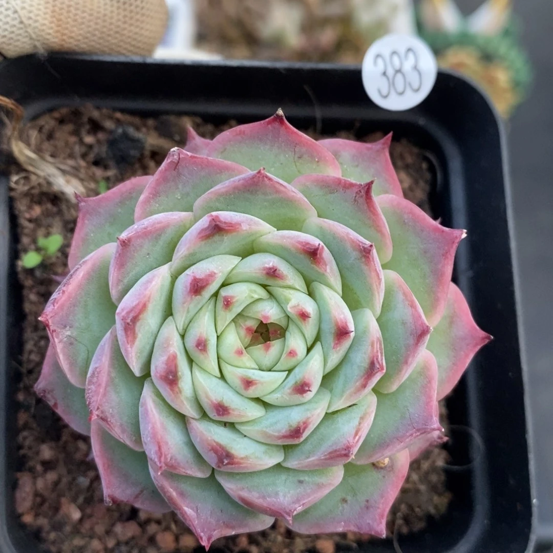 38元包邮带盆土联系客服XL383