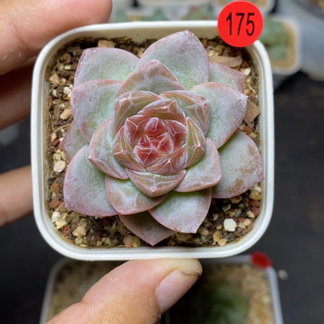 28包邮脱土发货当天凑单175