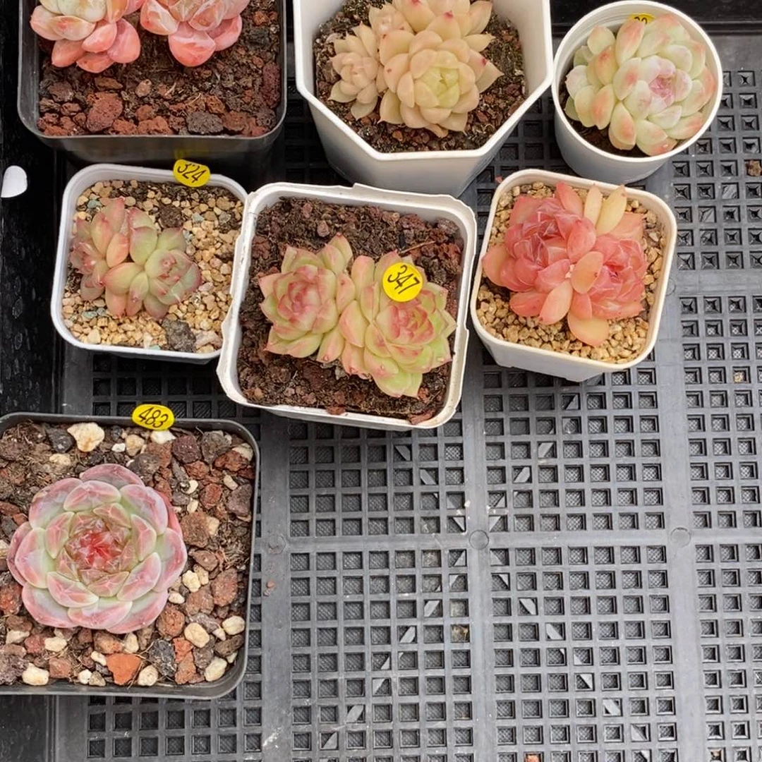 28脱土包邮w y c363（七颗）