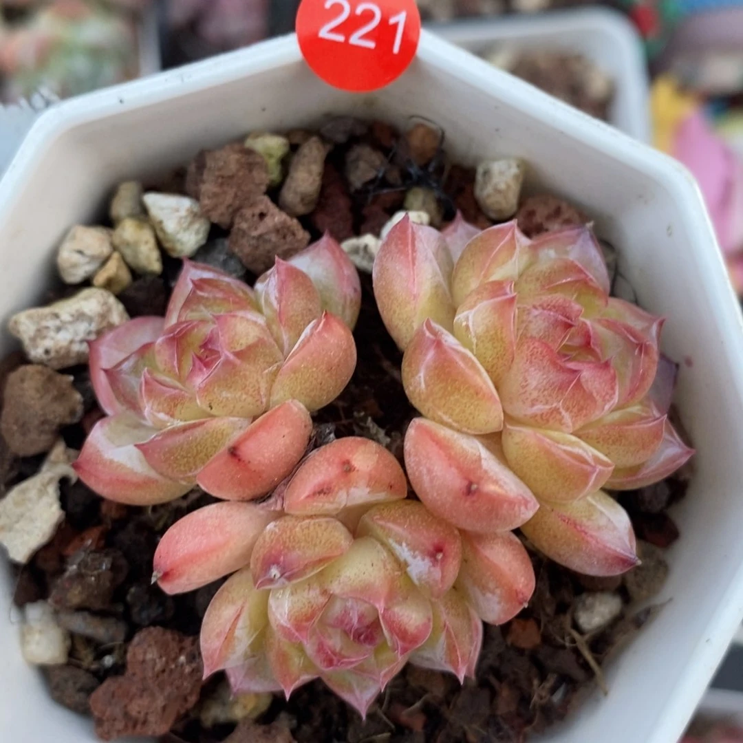 米子多肉一物一拍LI221