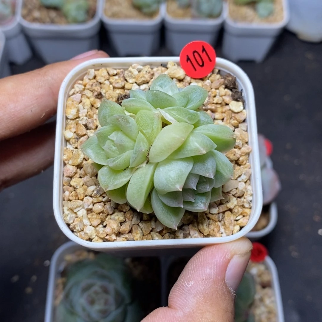 28包邮脱土发货当天凑单101