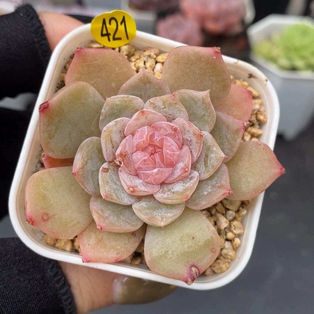 米子多肉一物一拍LI421