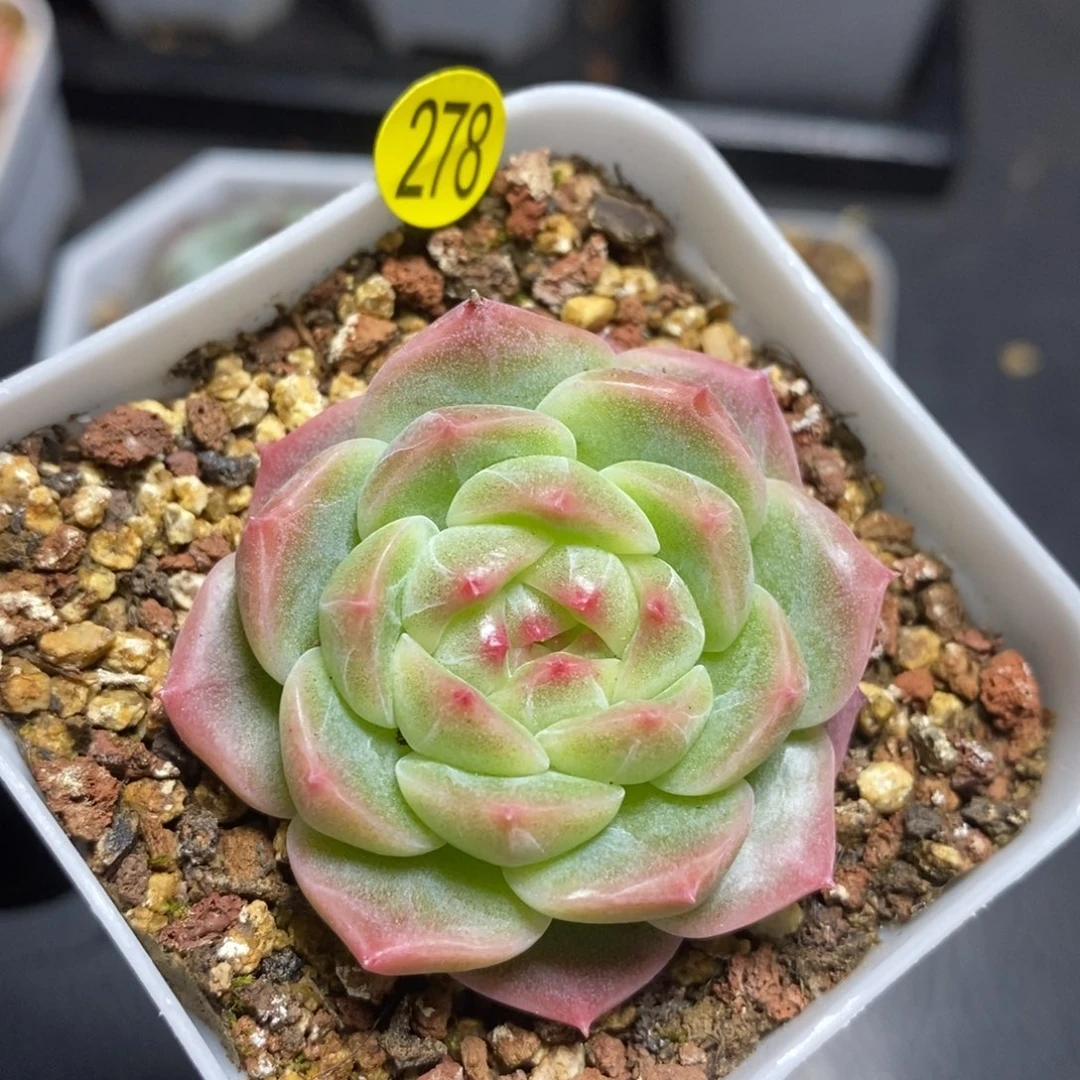 28包邮脱土发货MZ278