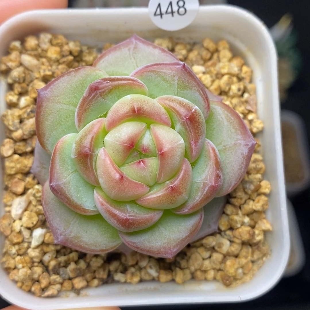 28元包邮带盆土联系客服XL448