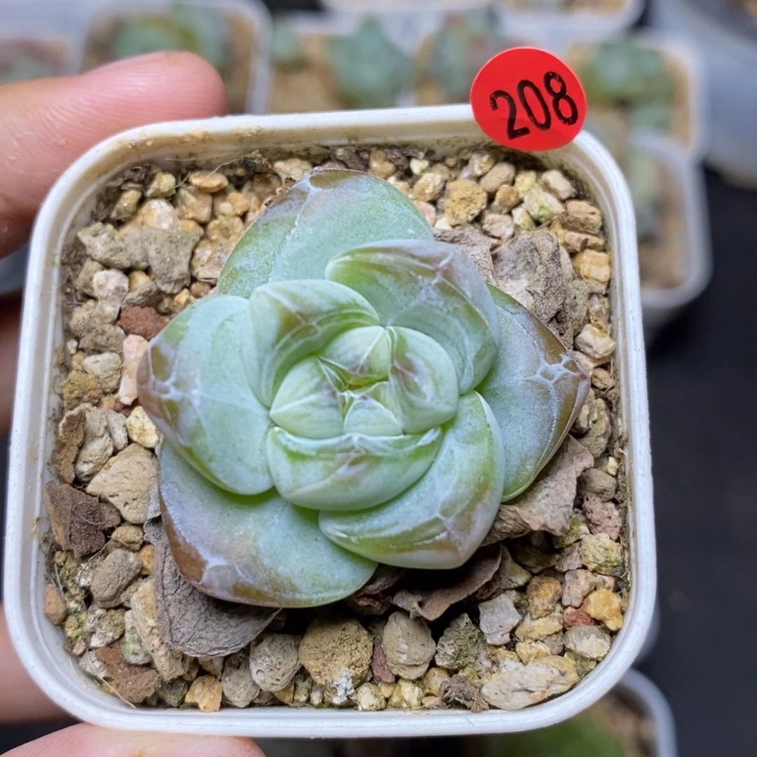 28包邮脱土发货当天凑单208