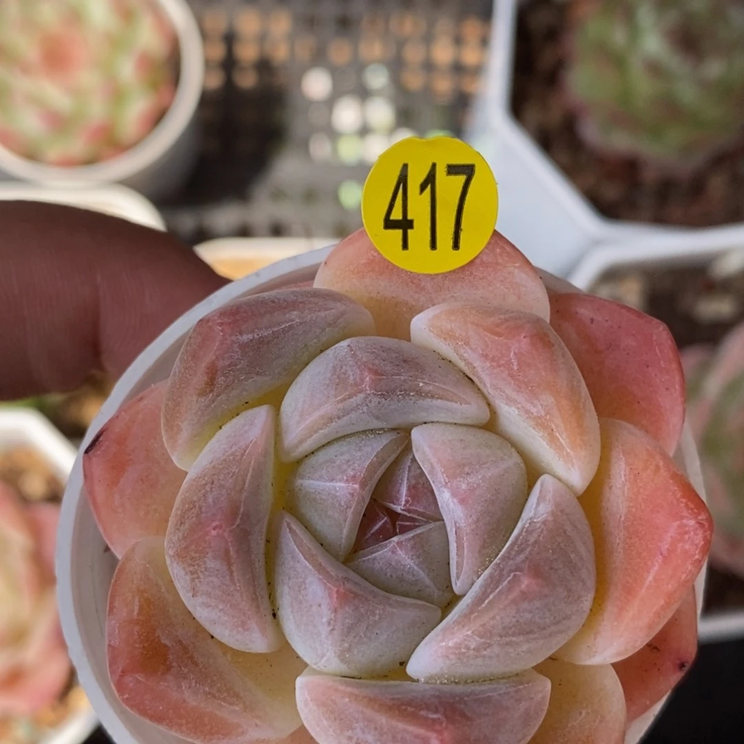 28包邮脱土ＷＹＣ417