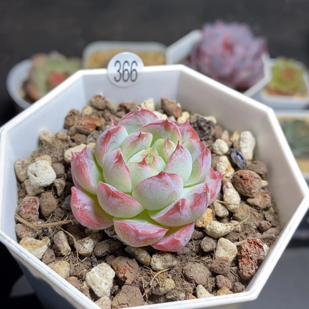 满28包邮一物一拍LI366