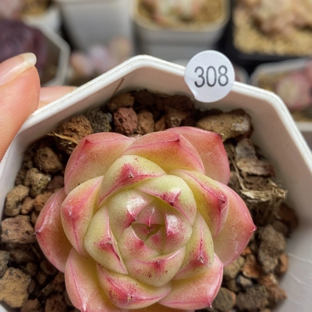 肉肉28块包邮w y c308