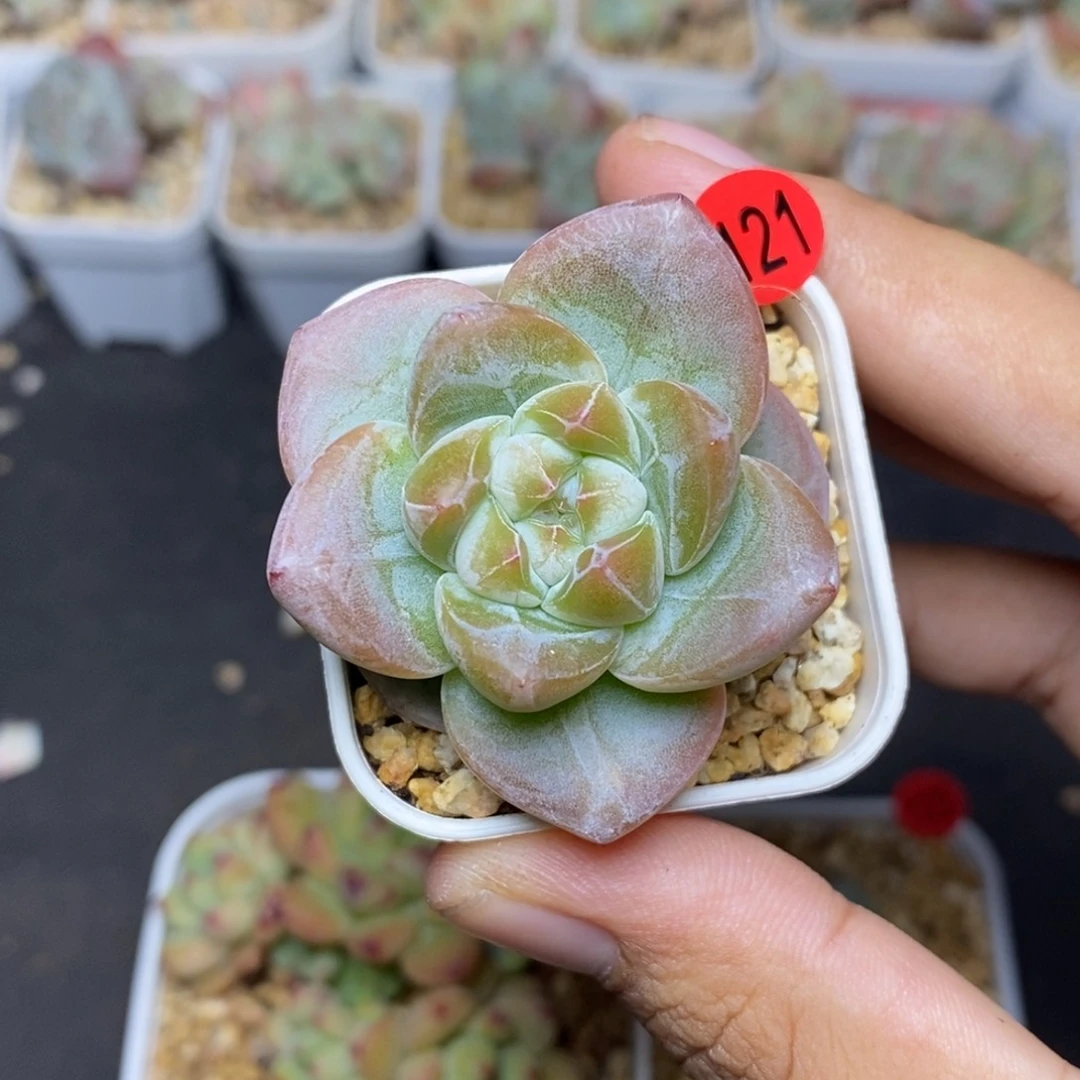 28包邮脱土发货当天凑单A121