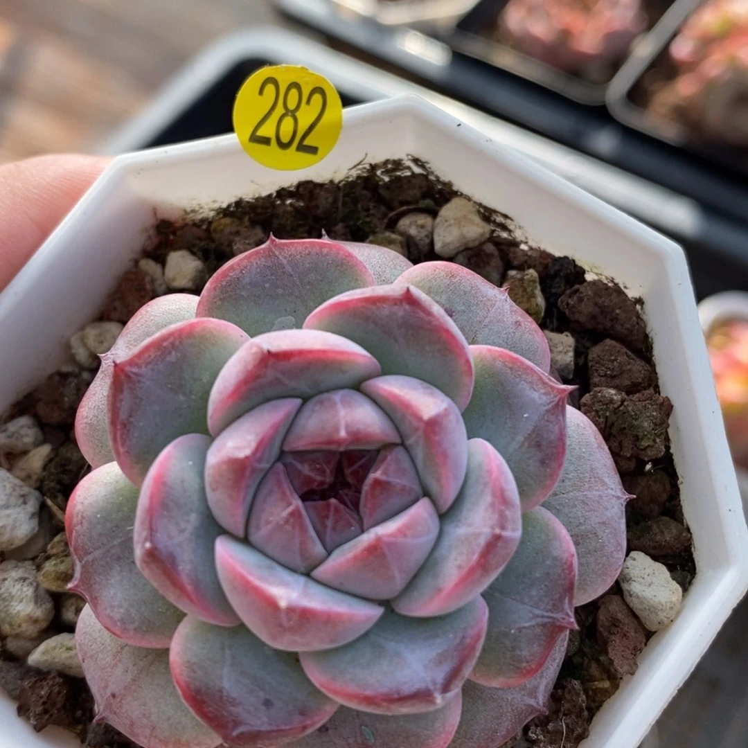 28脱土包邮w y c 282