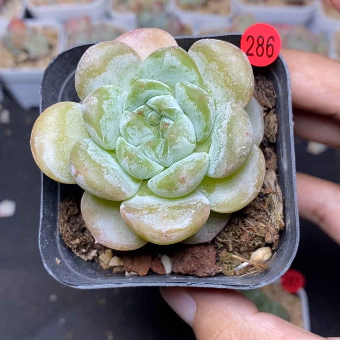 28包邮脱土发货当天凑单A286