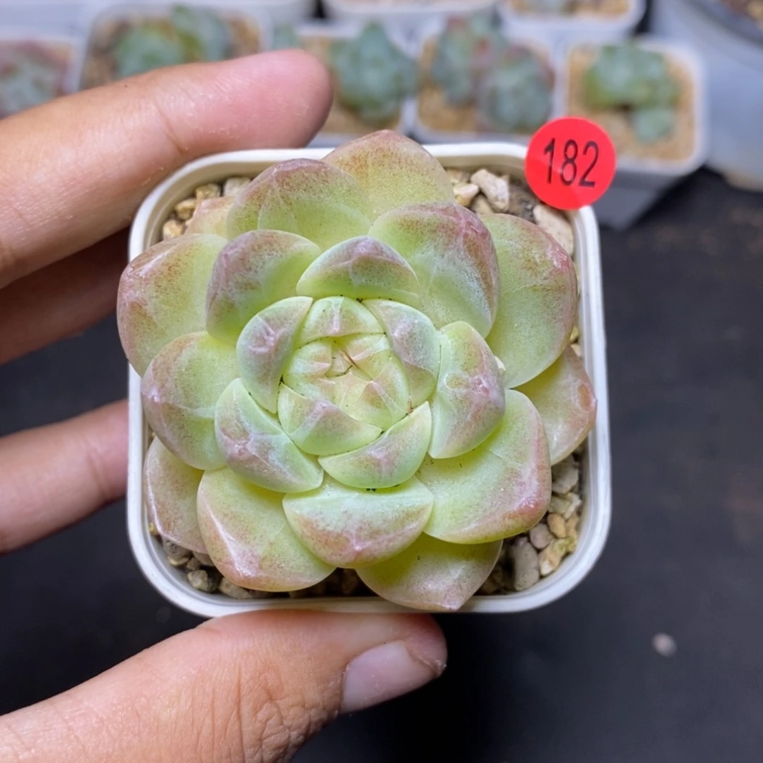 28包邮脱土发货当天凑单182