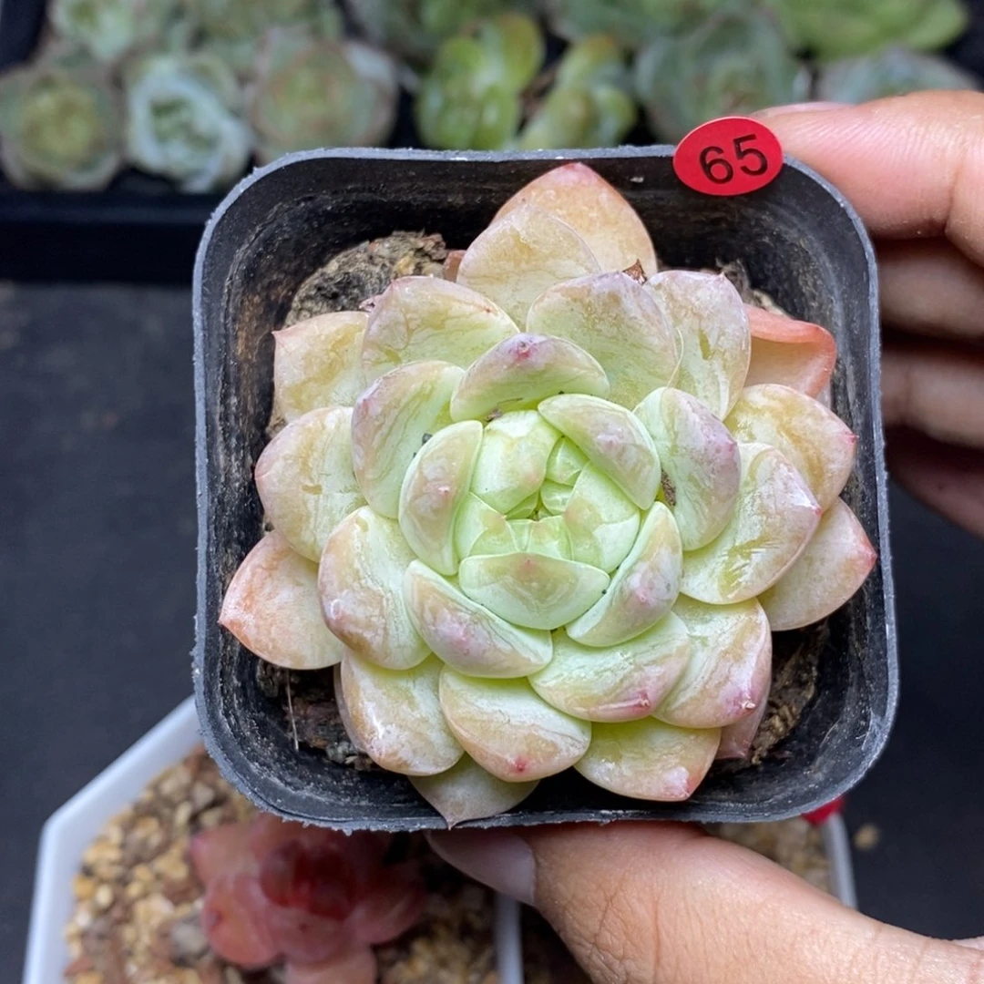 28包邮脱土发货当天凑单65