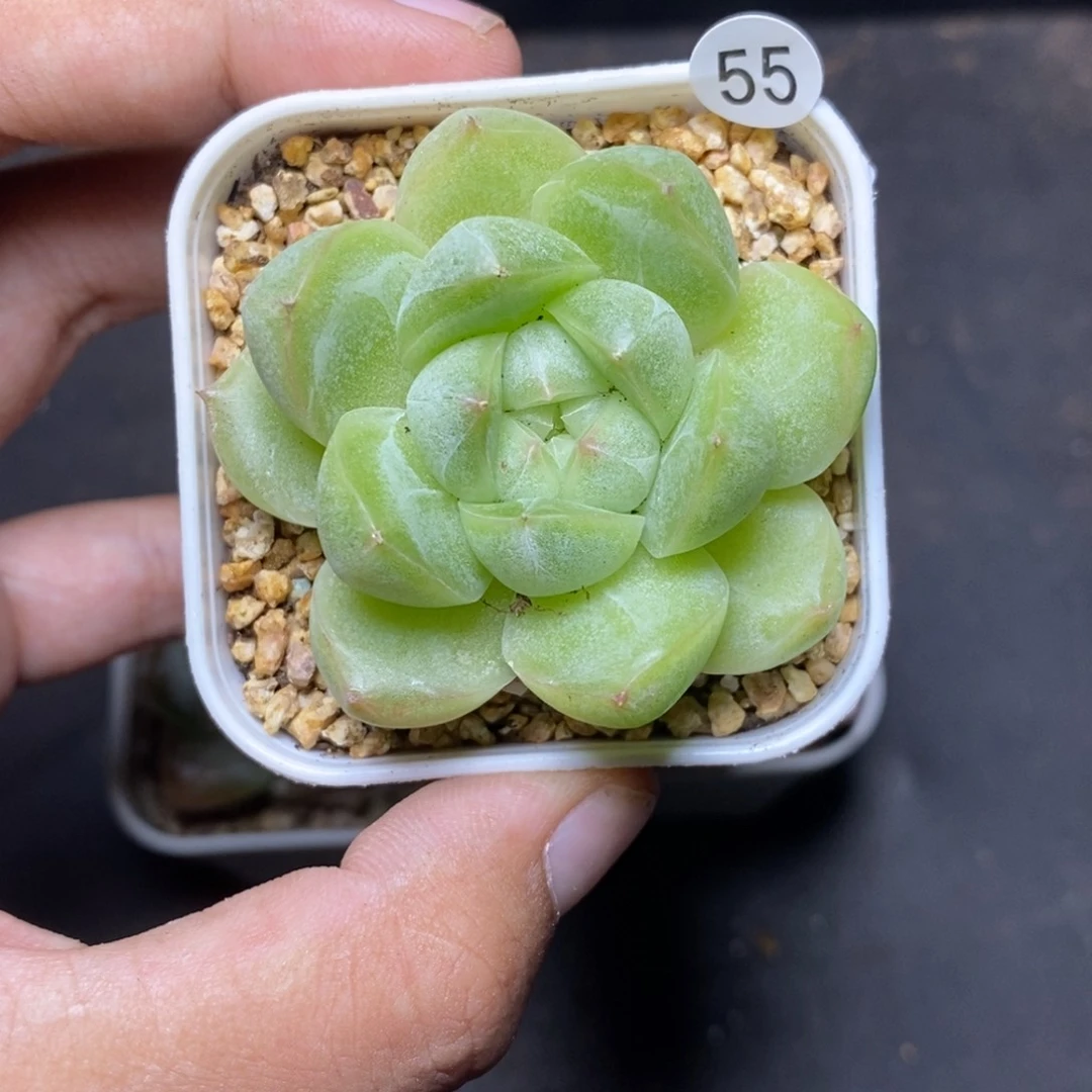 28包邮脱土发货当天凑单55