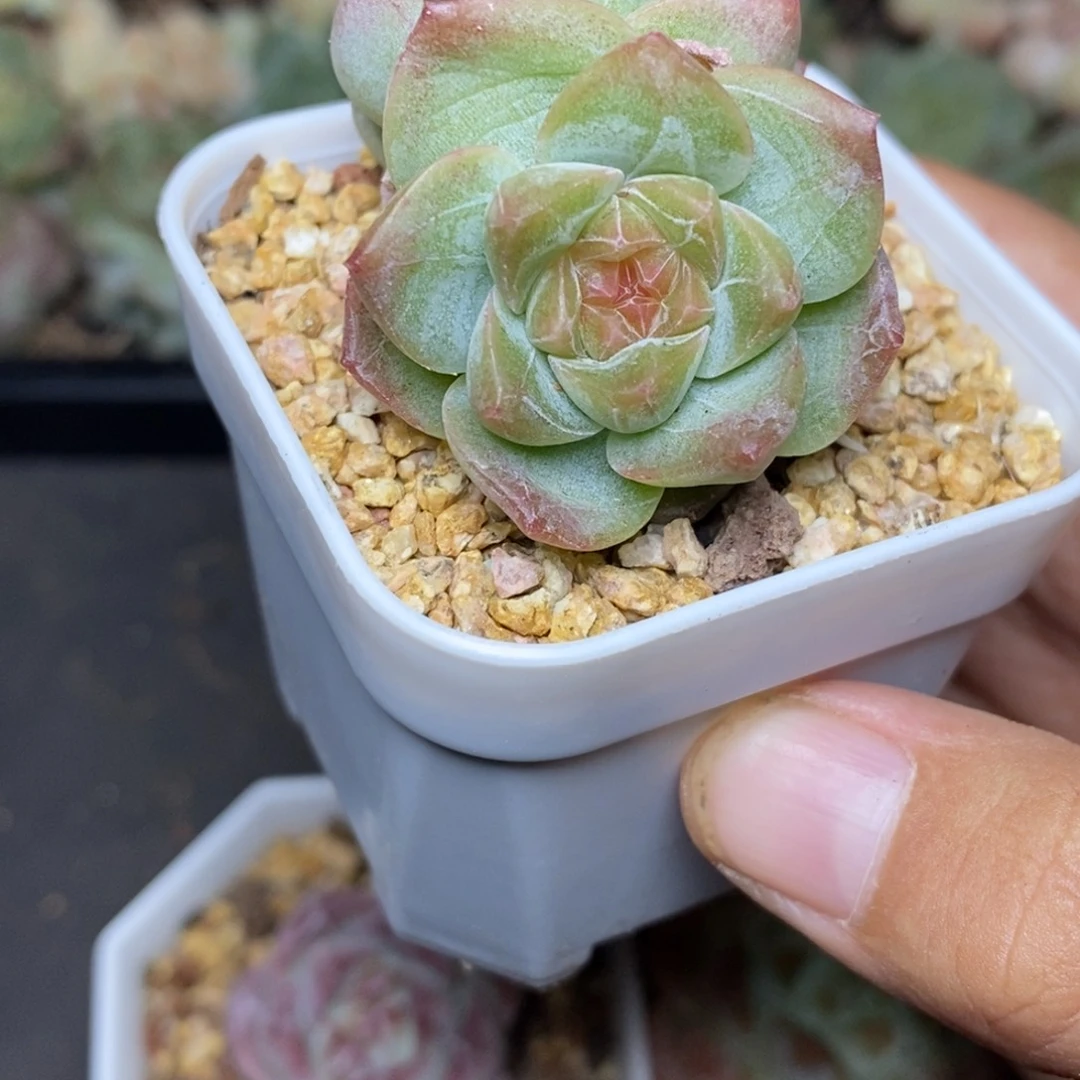28包邮脱土发货当天凑单337