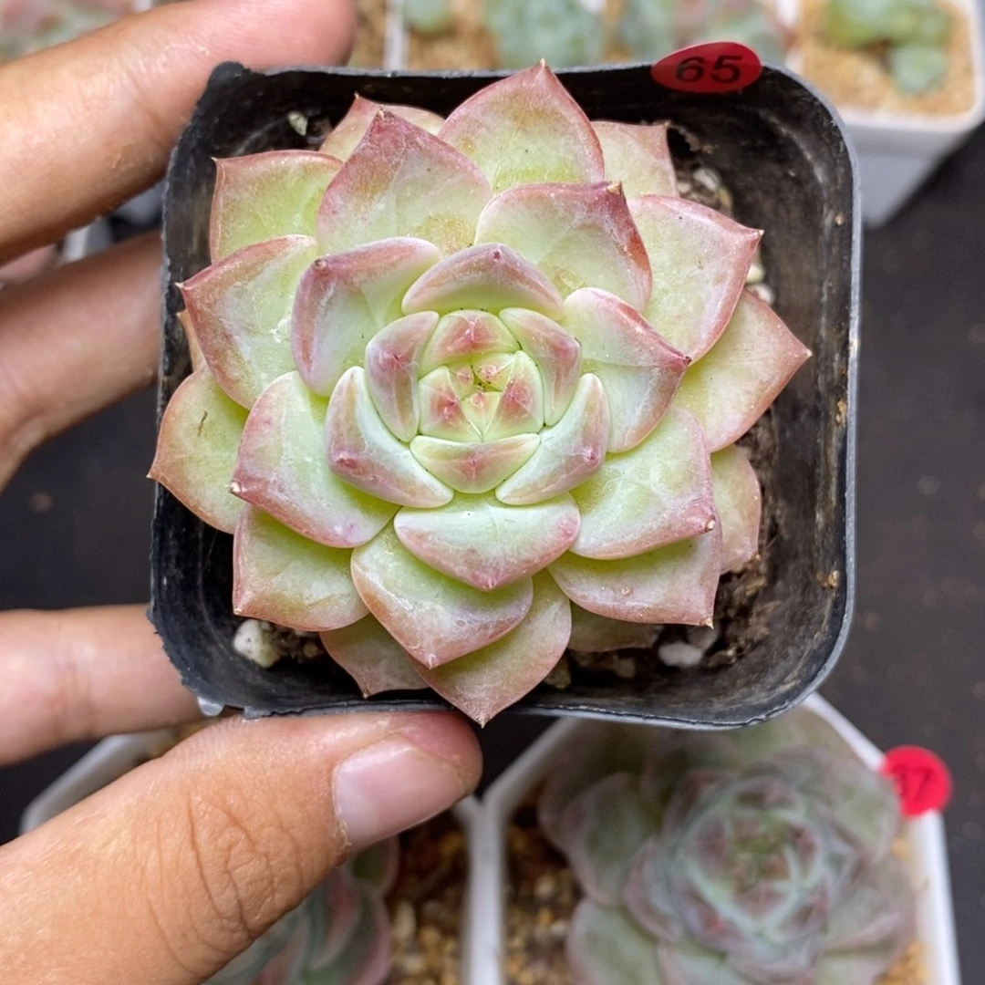 28包邮脱土发货当天凑单65