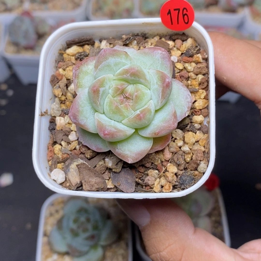 28包邮脱土发货当天凑单A176