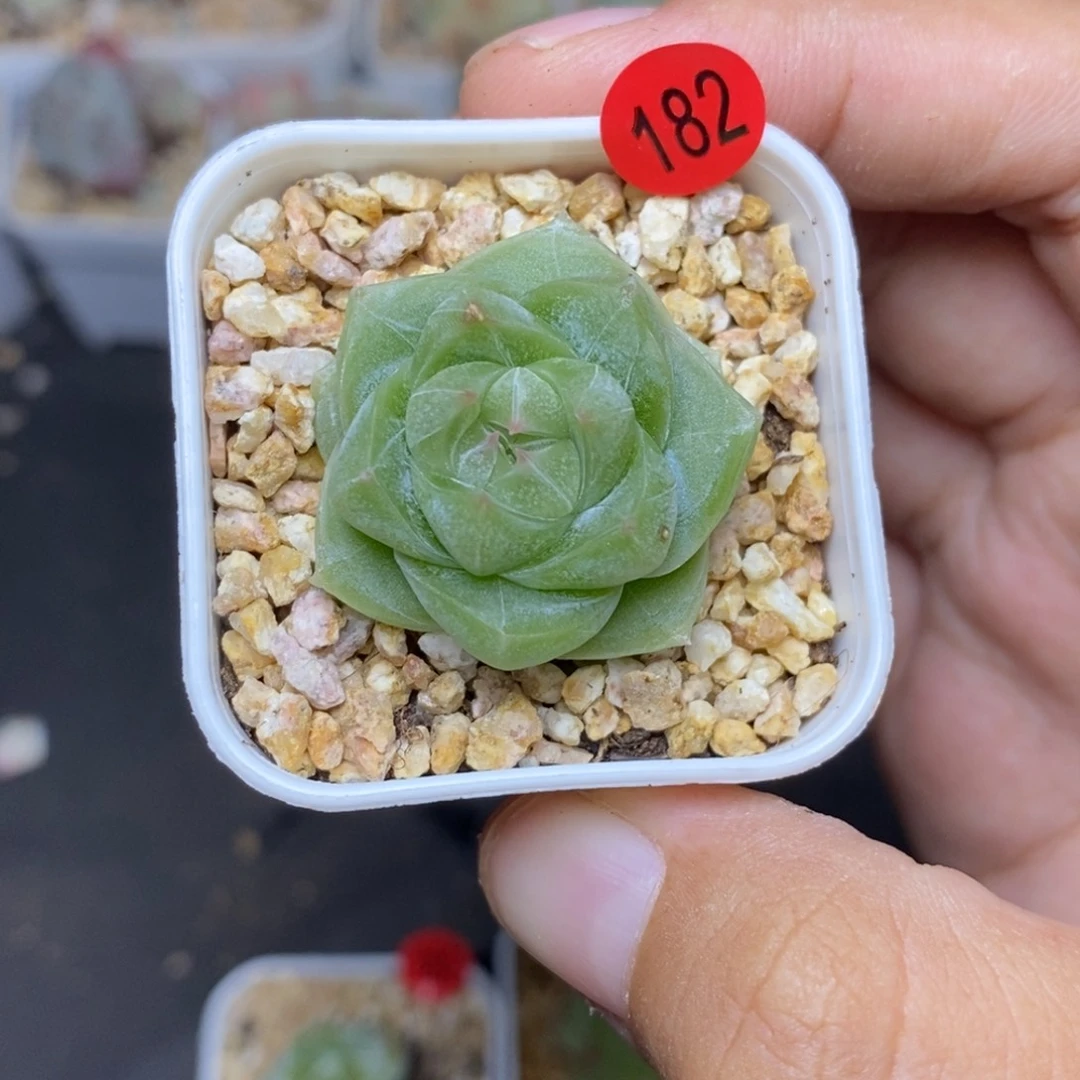 28包邮脱土发货当天凑单A182