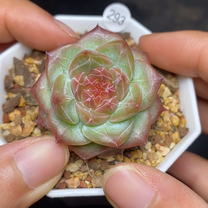 9.9包邮当天凑单脱土发货293