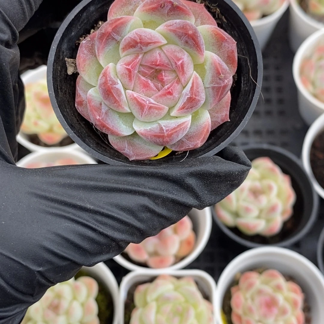 满28包邮脱土裸根发货J Y403