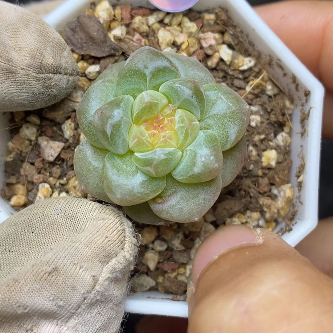 9.9包邮一物一拍脱土发货311