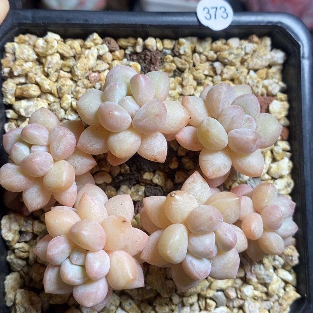 肉肉28块包邮w y c373