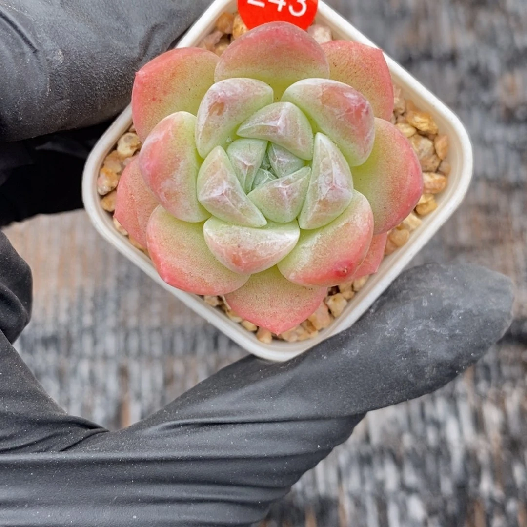 满¥28包邮脱土裸根发货JY243