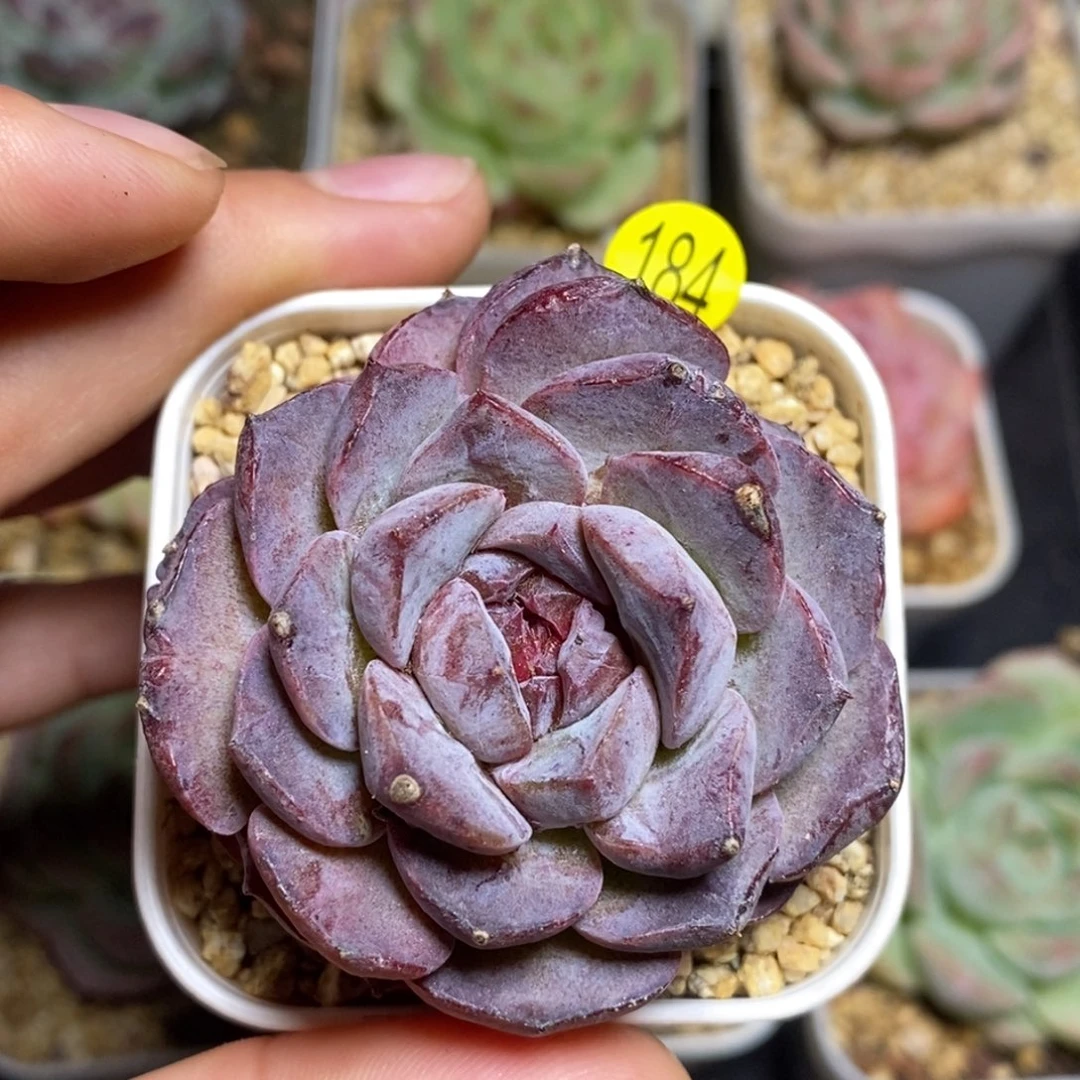 28元包邮脱土发货XL184