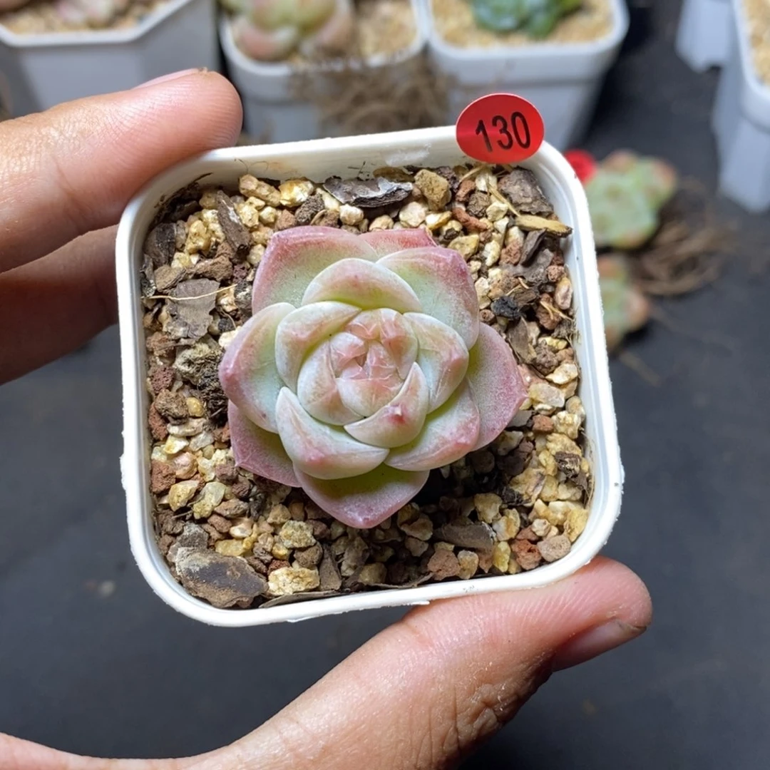 28包邮脱土发货当天凑单130