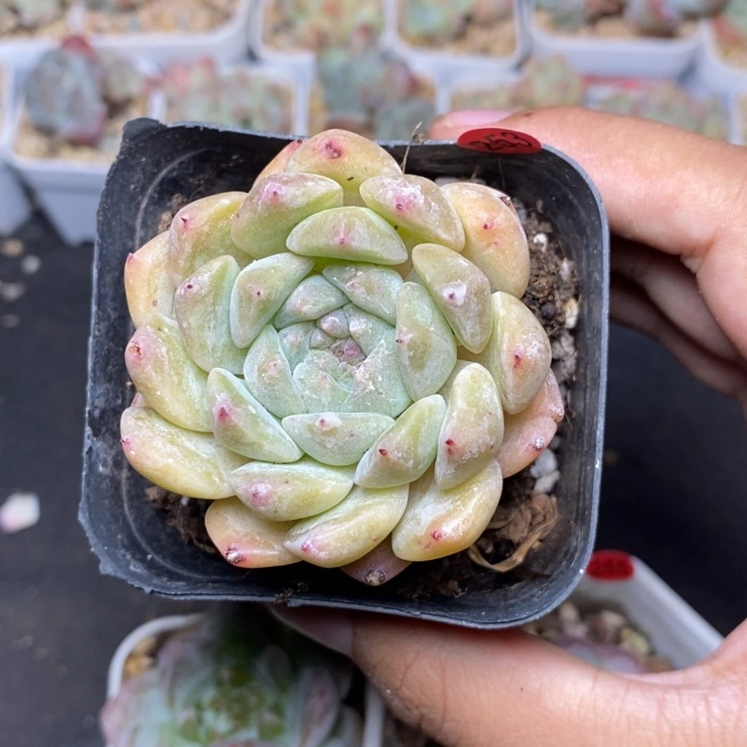 28包邮脱土发货当天凑单A253