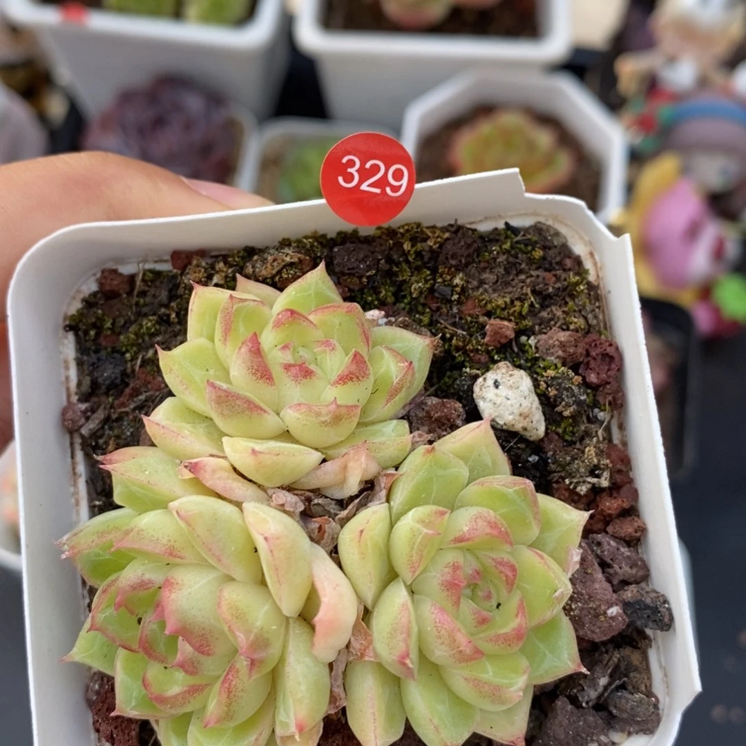 28脱土包邮w y c 329