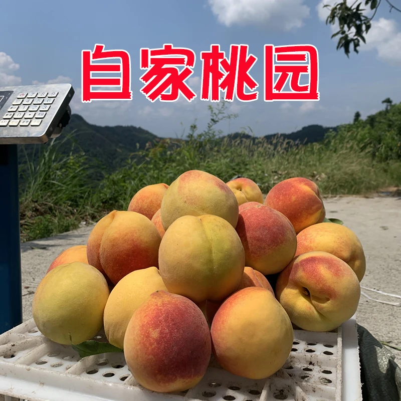 麻阳锦绣黄桃新鲜水果当季现摘红心桃子露天脆甜黄肉高山毛桃整箱