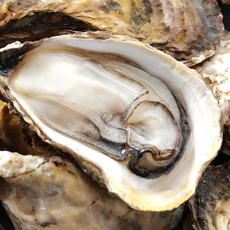 广东生蚝新鲜粉蚝全壳烧烤生蚝鲜活海蛎子肉海鲜牡蛎大蚝